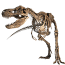 ����Ǽ�